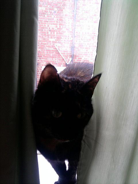 Tia the cat