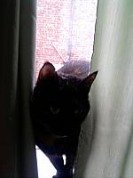 Tia the cat